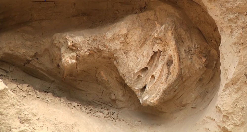 На Житомирщині знайшли кістки ще одного мамонта. ВІДЕО - Перший Житомирський