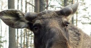 У Коростишівському районі наїхали на лося