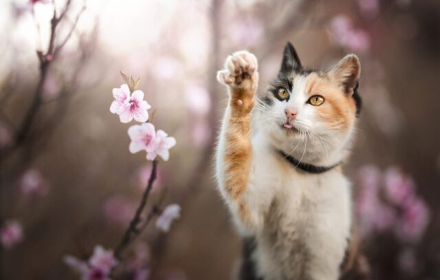 1617314518_28-p-oboi-koshka-vesna-29