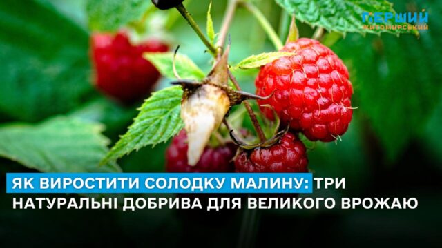 солодка малина