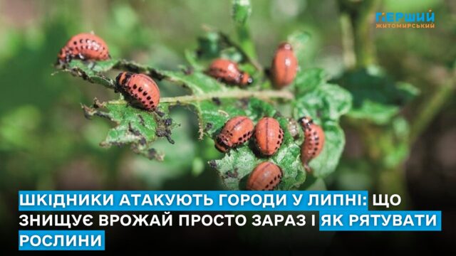 колорадський жук