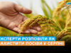 Чого чекати аграріям у серпні та як захистити посіви, – рекомендації фахівців