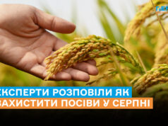 Чого чекати аграріям у серпні та як захистити посіви, – рекомендації фахівців