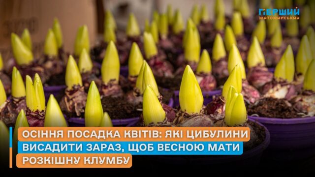 осіння посадка квітів