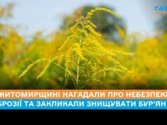 На Житомирщині нагадали про небезпеку амброзії та закликали знищувати бур’ян