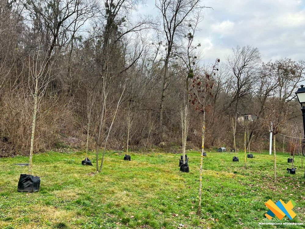 У парку Шодуара в Житомирі висаджують нові декоративні дерева