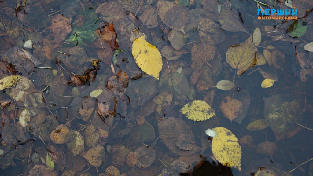 Листопад у Житомирі