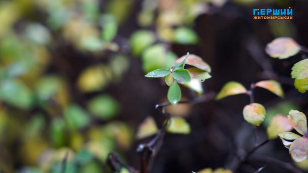 Погода на Житомирщині наприкінці листопада: потепління до +12, а...