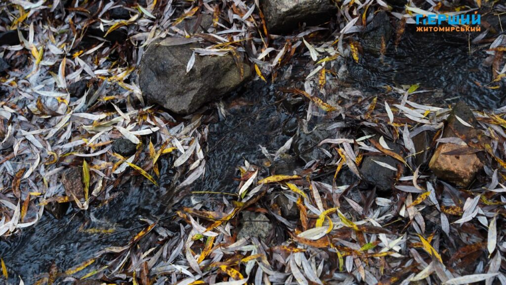 “Сіре” місто, пофарбоване осіннім дощем. ФОТО/ВІДЕО