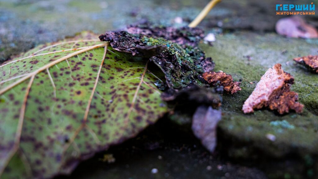 фоторепортаж Євгенія Старчука