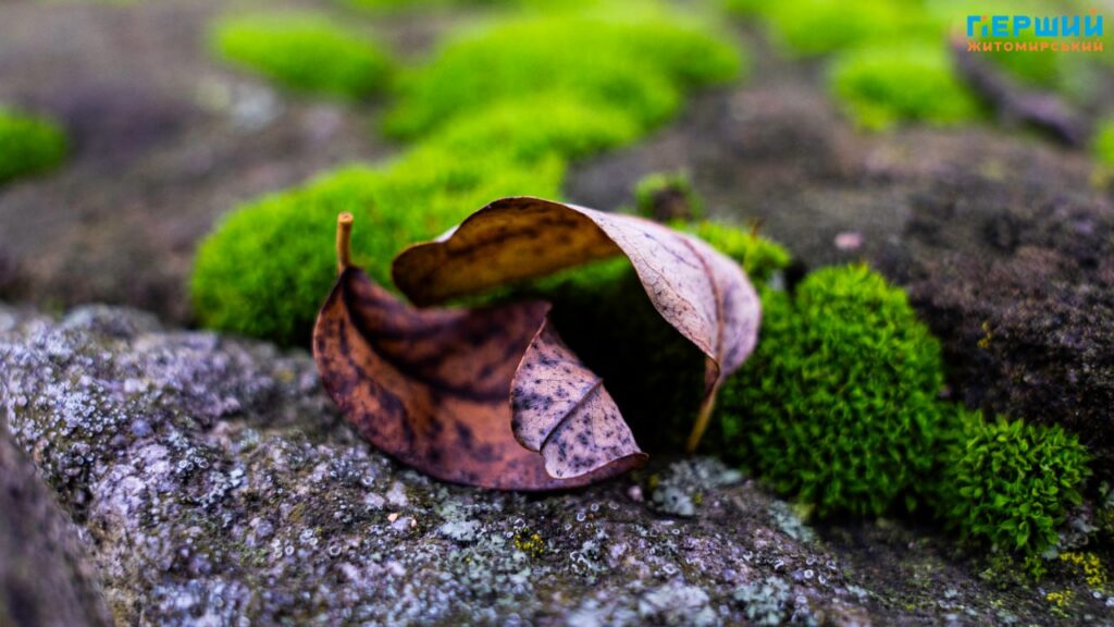 фоторепортаж Євгенія Старчука