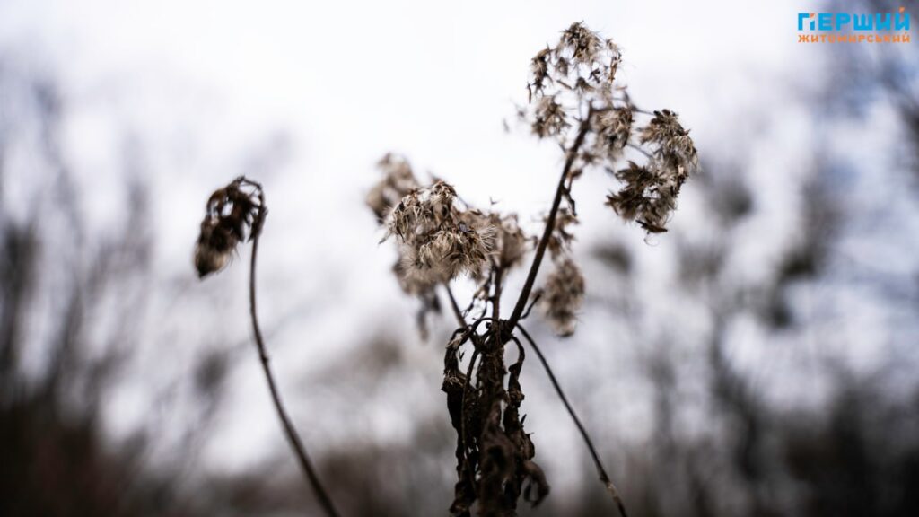 У листопадовому ритмі води та дерев: фоторепортаж із Житомира