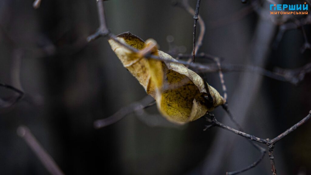 фоторепортаж Євгенія Старчука