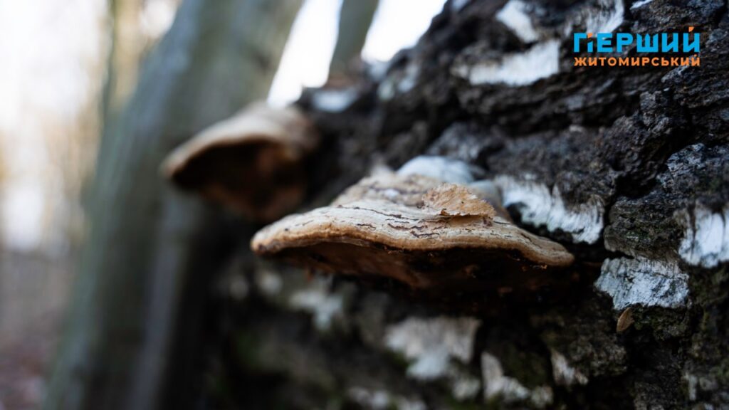 в парку Шодуара