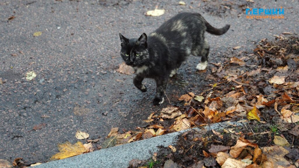 Листопад у Житомирі