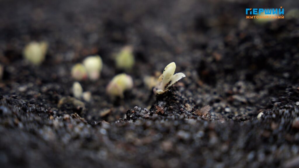 Погода на Житомирщині наприкінці листопада: потепління до +12, а...