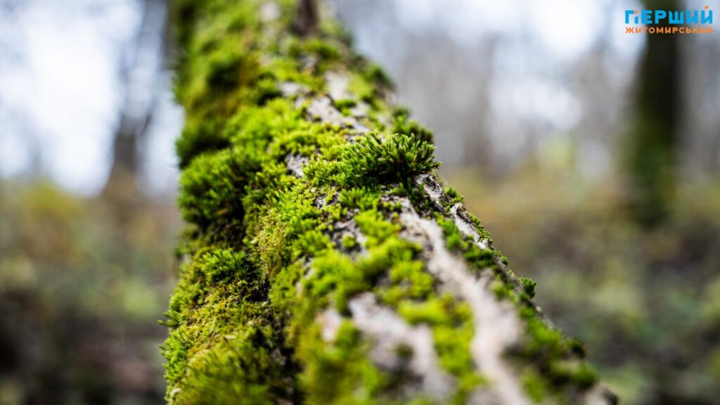 У листопадовому ритмі води та дерев: фоторепортаж із Житомира