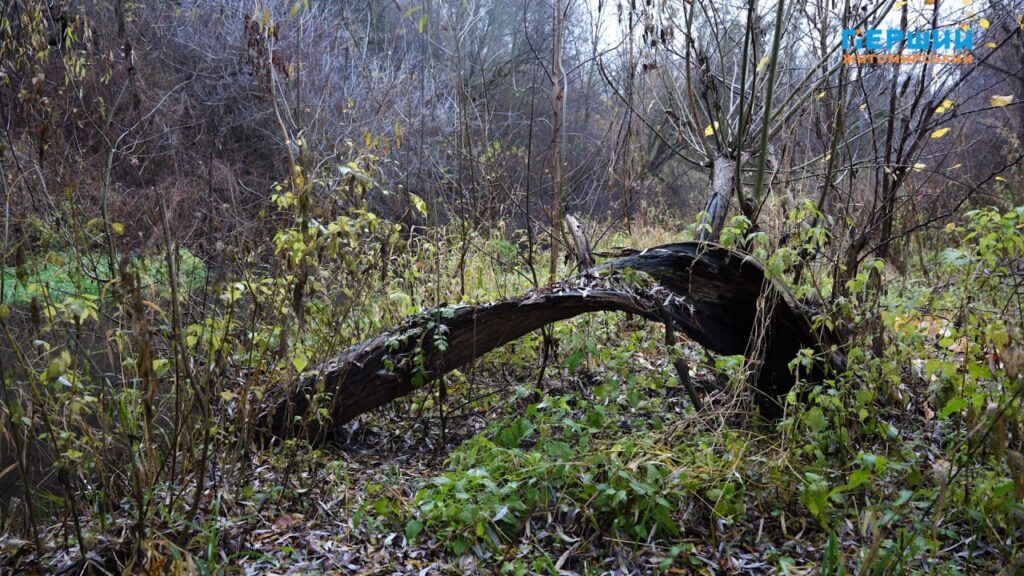 “Сіре” місто, пофарбоване осіннім дощем. ФОТО/ВІДЕО