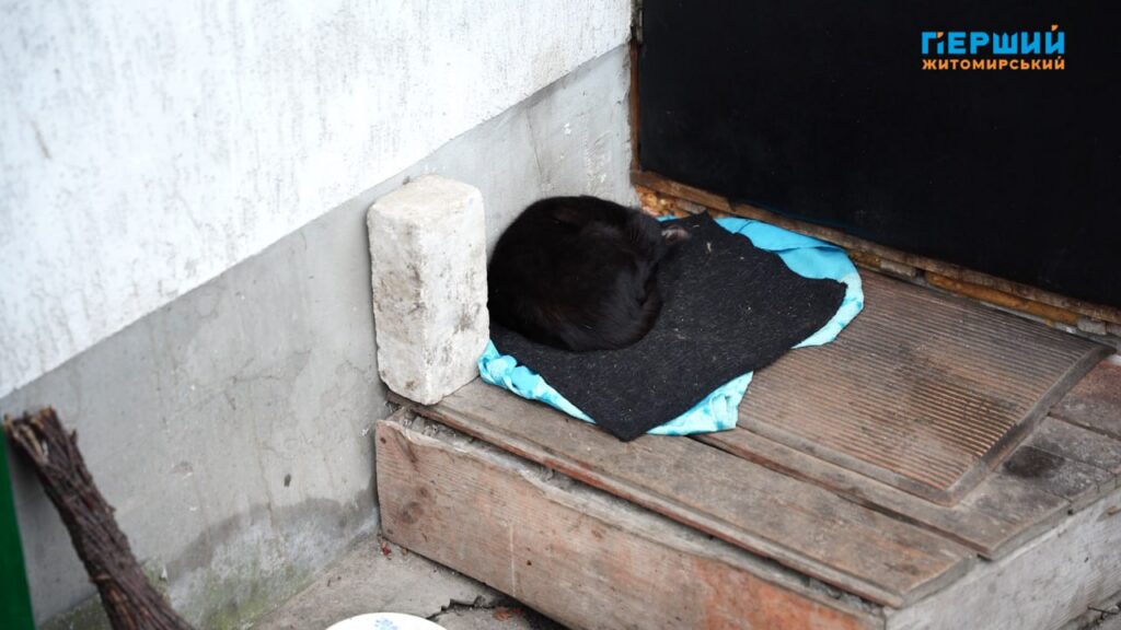 Листопад у Житомирі