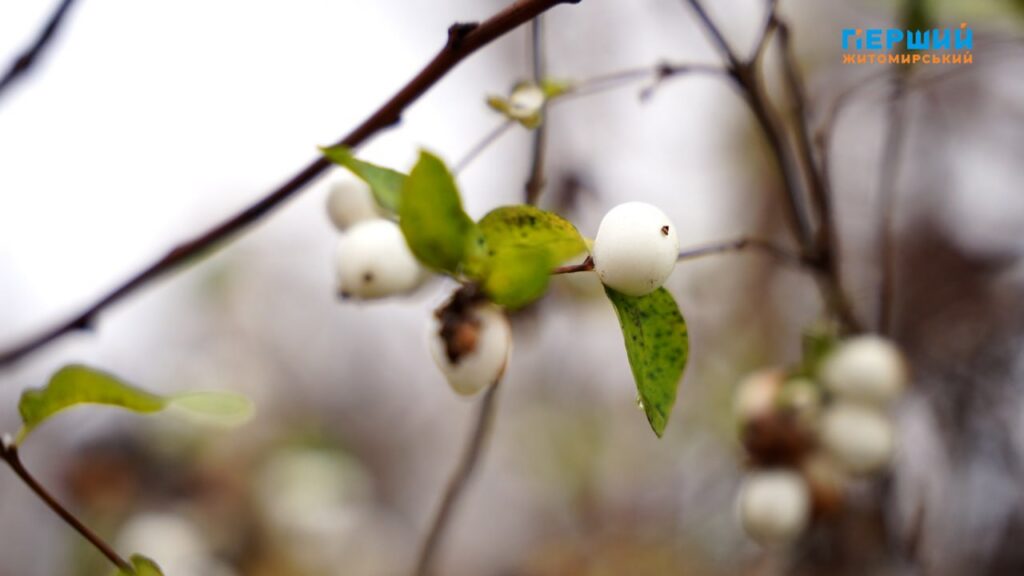 Погода на Житомирщині наприкінці листопада: потепління до +12, а...