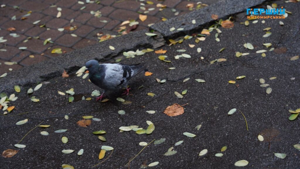 Листопад у Житомирі