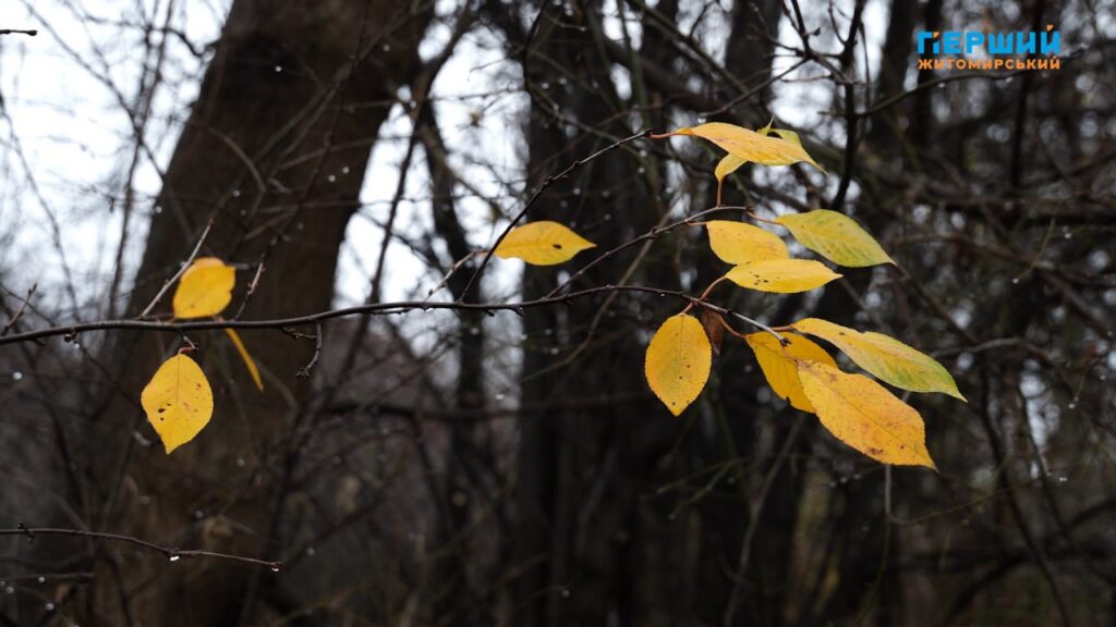 “Сіре” місто, пофарбоване осіннім дощем. ФОТО/ВІДЕО