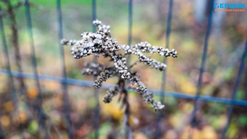 фоторепортаж Євгенія Старчука