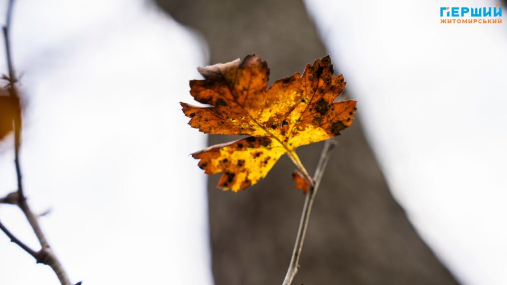 У листопадовому ритмі води та дерев: фоторепортаж із Житомира