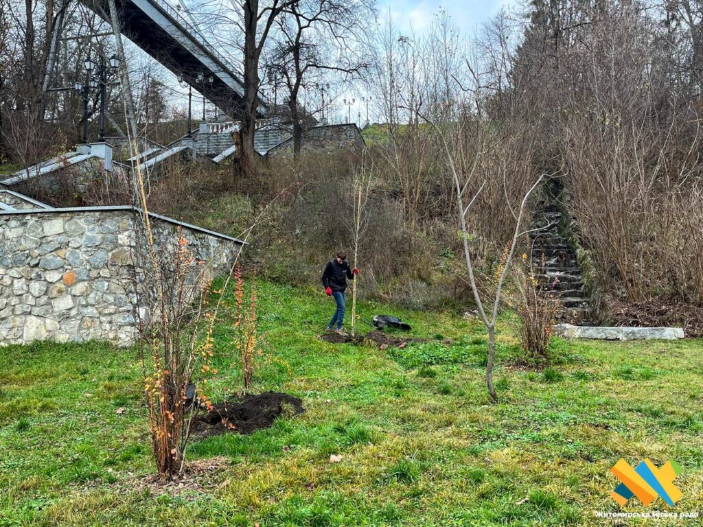 У парку Шодуара в Житомирі висаджують нові декоративні дерева