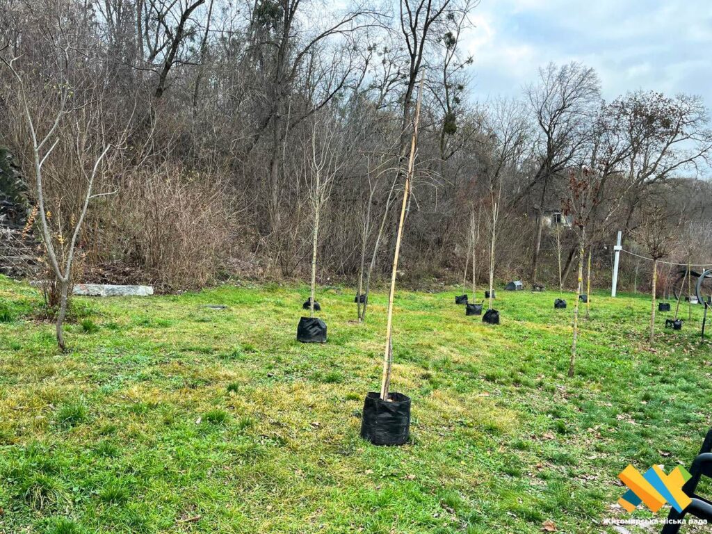 У парку Шодуара в Житомирі висаджують нові декоративні дерева