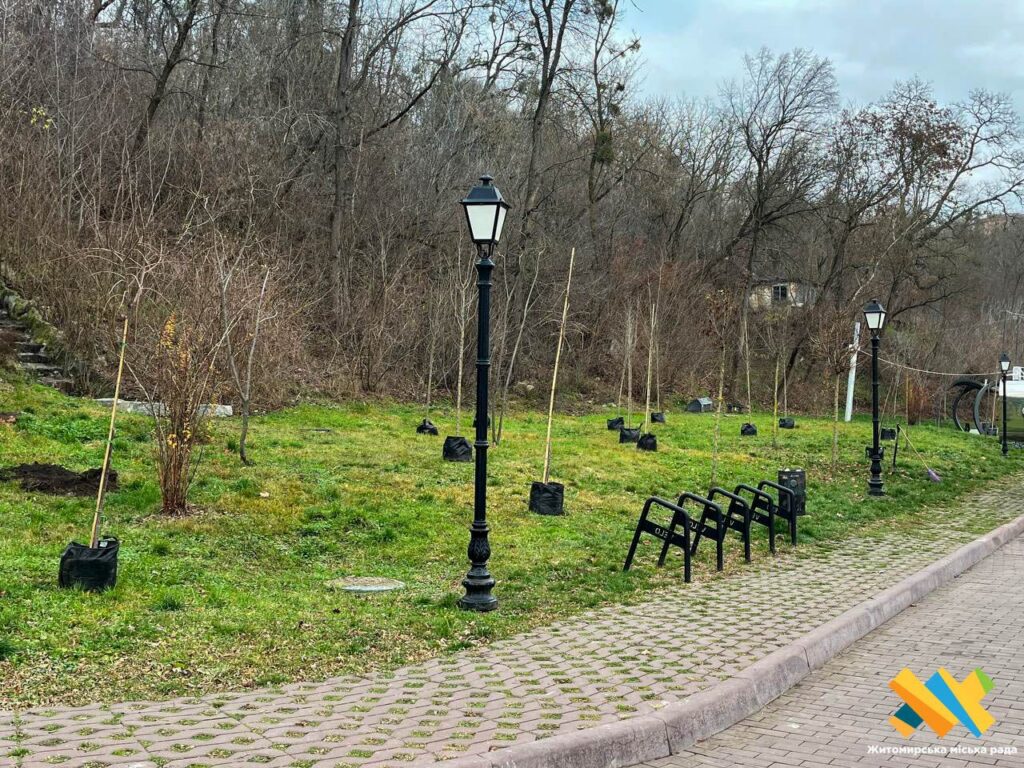 У парку Шодуара в Житомирі висаджують нові декоративні дерева