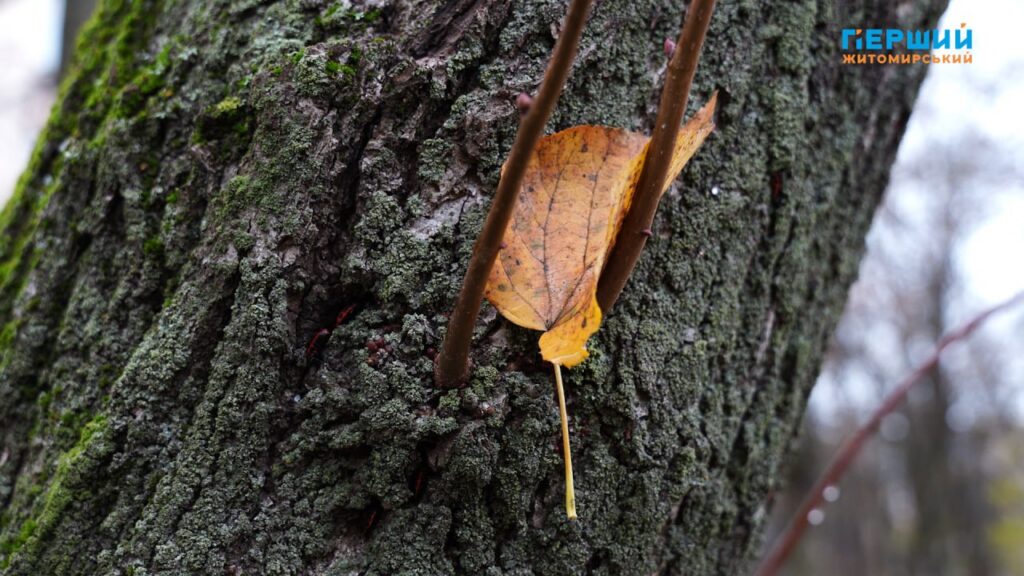 Листопад у Житомирі