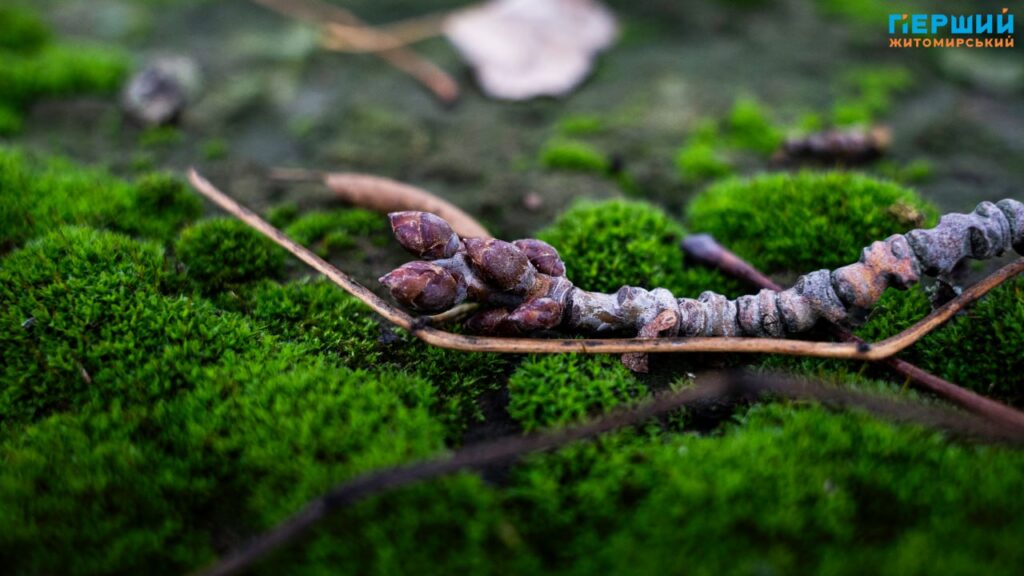 фоторепортаж Євгенія Старчука