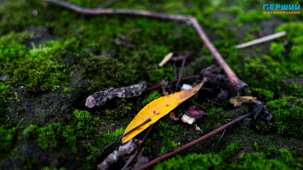 фоторепортаж Євгенія Старчука