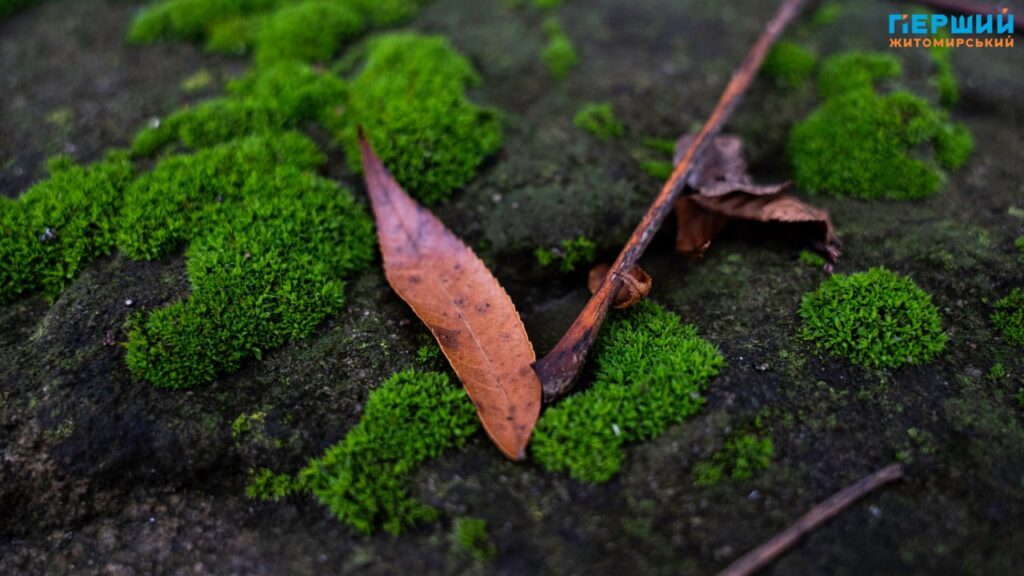 фоторепортаж Євгенія Старчука