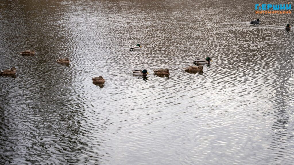 У листопадовому ритмі води та дерев: фоторепортаж із Житомира
