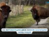 На Житомирщині врятували двох бізонів, які заблукали серед людей