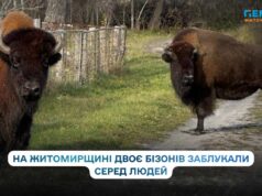 На Житомирщині врятували двох бізонів, які заблукали серед людей