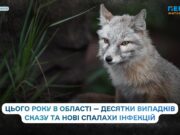 У Житомирській області зафіксували 64 випадки сказу серед тварин і два спалахи кишкових інфекцій