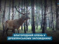 Благородний олень у Древлянському заповіднику: фотопастки фіксують стабільну популяцію тварин