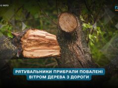 На Житомирщині рятувальники двічі прибирали повалені вітром дерева з дороги
