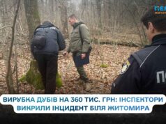 Біля Житомира екоінспектори виявили незаконну порубку дубів на понад 360 тисяч гривень