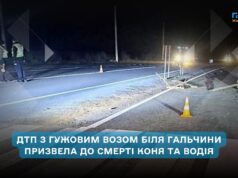 У Бердичівському районі в ДТП загинув кінь та керманич кінниці