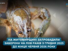 На Житомирщині запровадили заборону на лов раків з грудня 2025 до кінця червня 2026 року