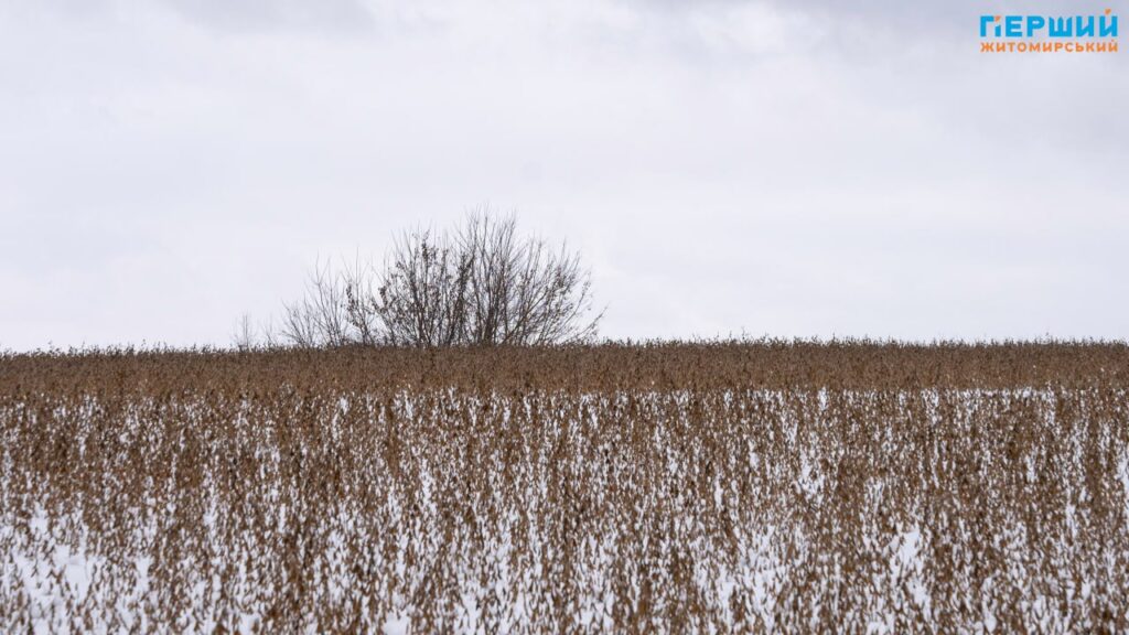 зимові краєвиди