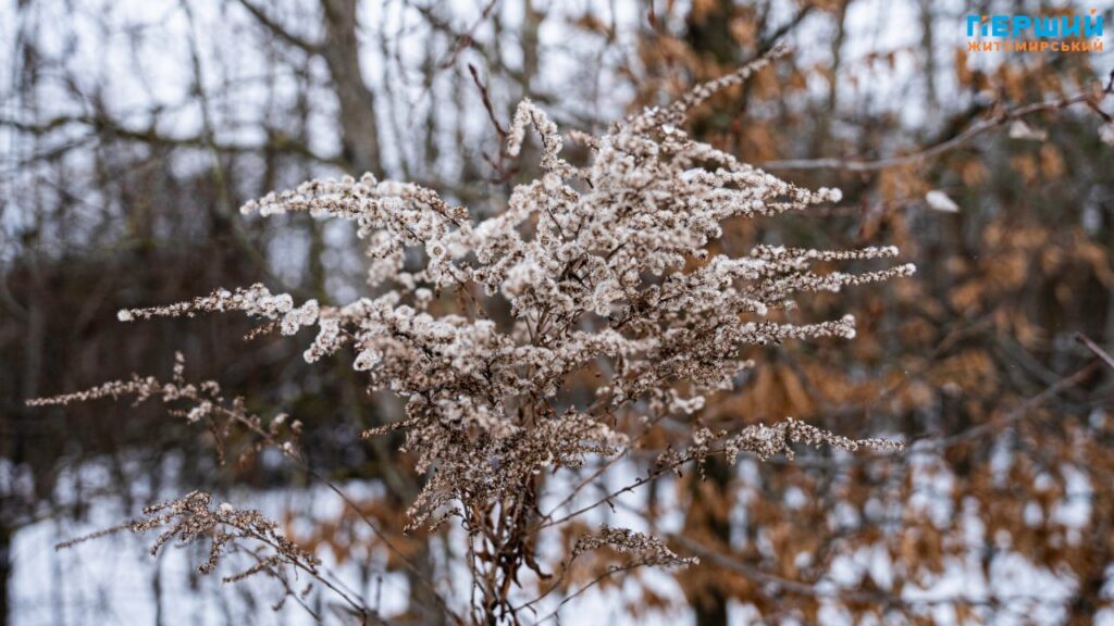 зимові краєвиди