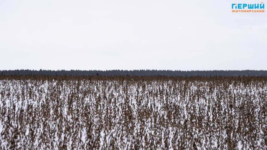 зимові краєвиди