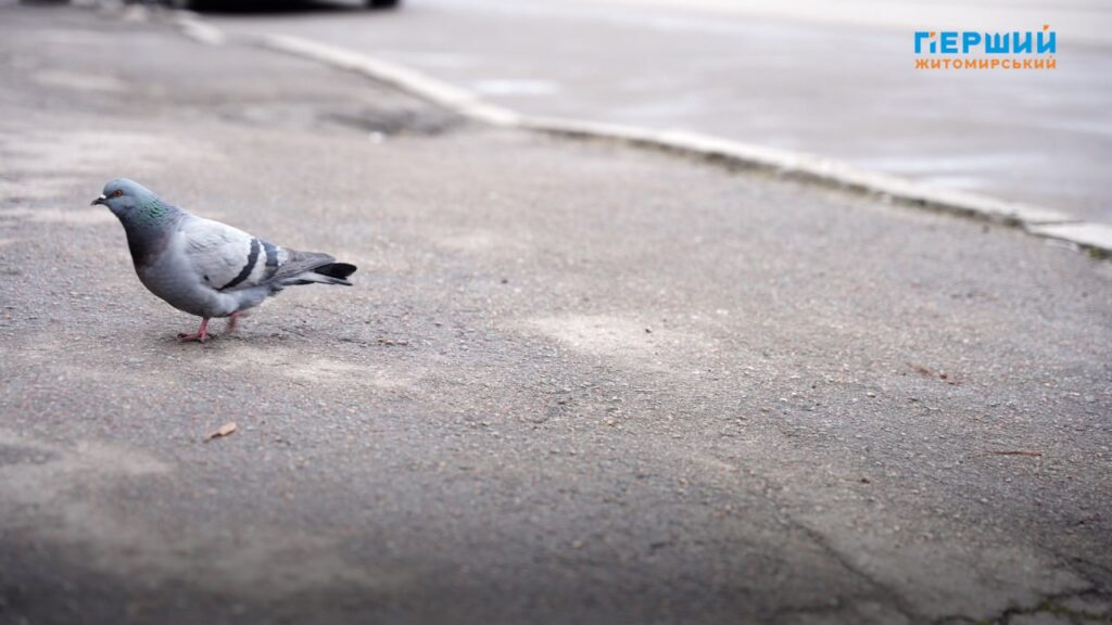 На Житомирщині прогнозують різке похолодання до –13 °C та...