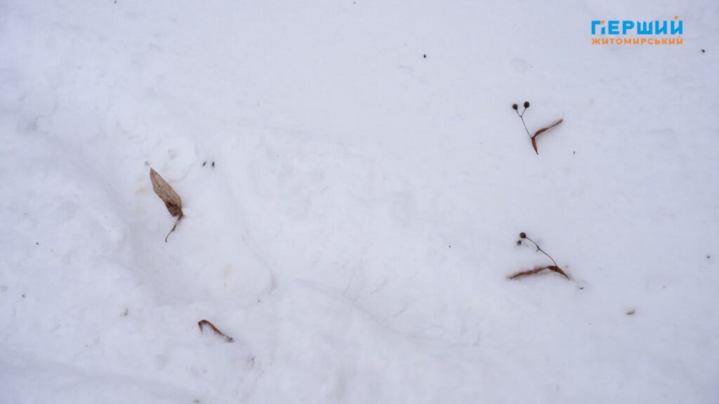 зимова погода