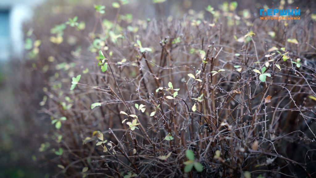 різке похолодання